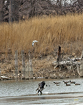 Bald Eagles et al 6116